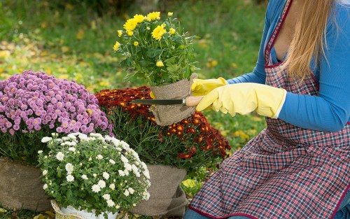 Professional garden clearance services in Enfield